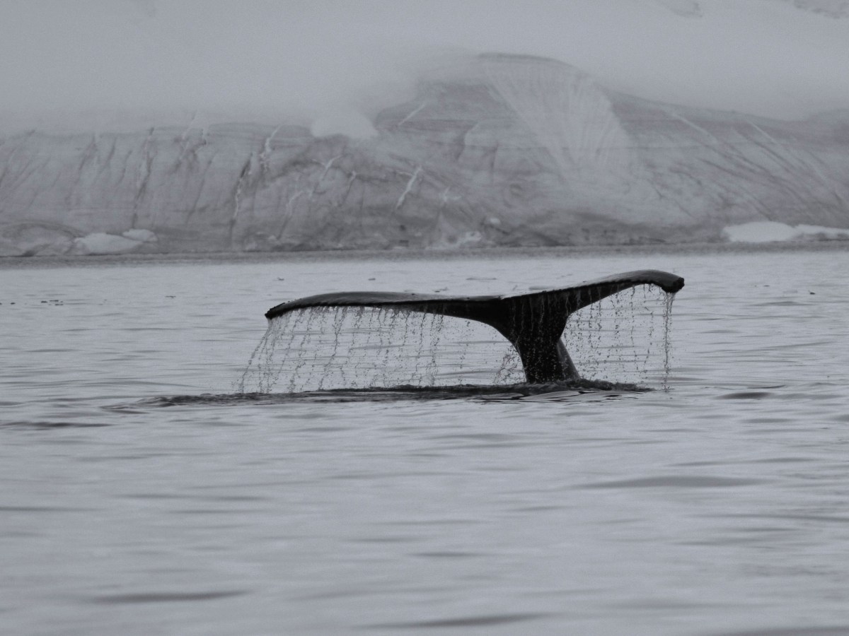 Antarctica Photography Portfolio